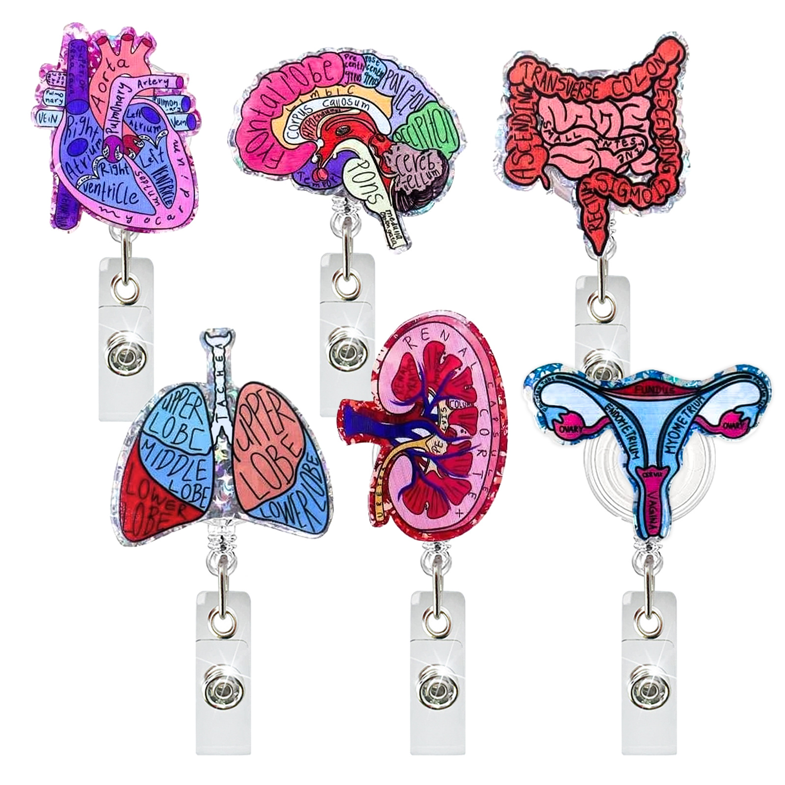 Xray Tech Accessories - Creative Acrylic Heart Lung Brain Kidney